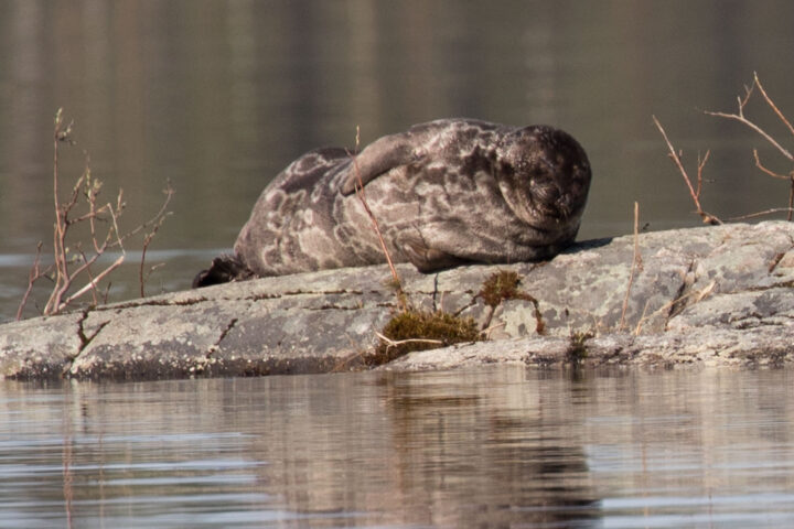 Bootstour auf dem Saimaa-See